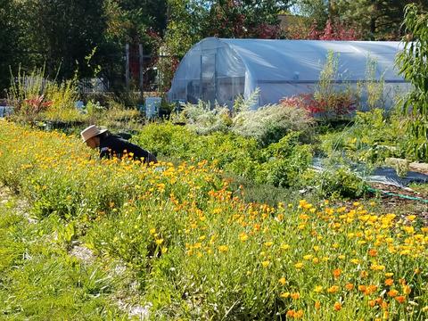 Lovelight Herb Farm and Wise Woman Herbals