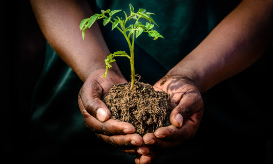Black History Month: The Contribution of Black Herbalists Past and Present