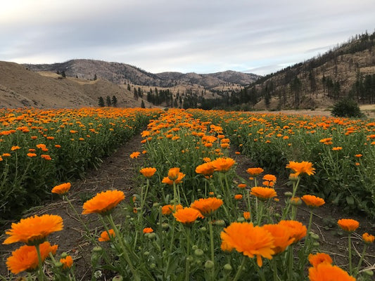 Organic Farmer & Wildcrafter as a WWH Partner - Methow Medicinal Herb Farm