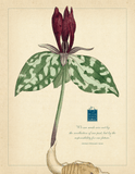 Botanical Posters