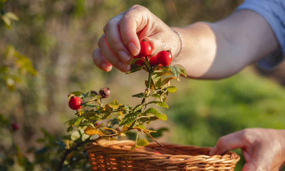 The Wild Harvest: A Guide to Wildcrafting Rosehips