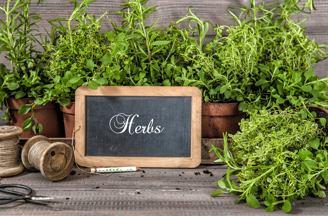 A framed chalk board with the word HERBS written on it surround by herbs in potting plants