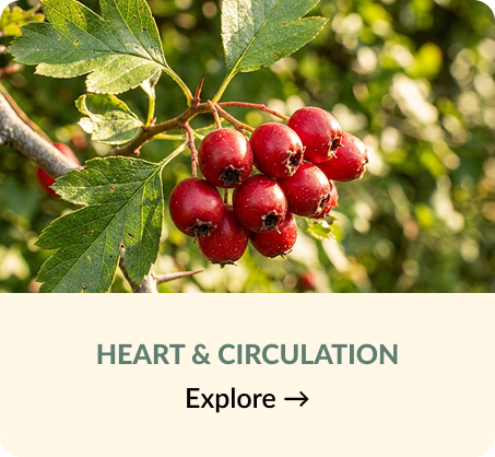 Heart & Circulation
